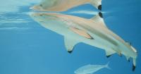 County tables controversial saltwater fishing amendment