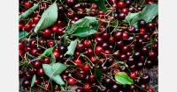 Turkey strengthens position in Russia’s cherry market