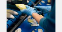 Keynote presentations and discussion on structural challenges in the chicory market