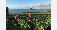 UK drought cuts vegetable yields and drives imports from Spain