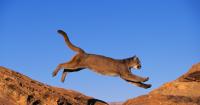 Conservation group sues Arizona Game and Fish over mountain lion hunts