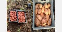 "Seamless transition from the old to the new harvest of Egyptian sweet potatoes"