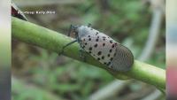 Warming temperatures could help invasive species spread in North Carolina