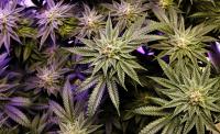 Owner of Maine medical cannabis chain takes Ellsworth to court over license denials
