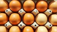 Hundreds sick as salmonella outbreaks hit eggs, peppers and pets