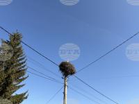 Over 20 Dead Storks Found Near Gabrovo, Electrocution Suspected