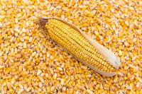 Farmers complain over maize seeds failing to sprout