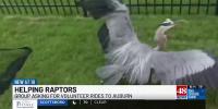 Huntsville wildlife sanctuary asks Auburn-bound travelers to volunteer as bird transport drivers