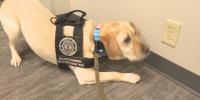 Kentucky AG’s office uses K-9 trained to sniff out hidden electronic devices in child exploitation cases