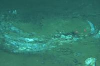 World's largest graveyard of whales found