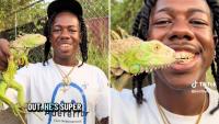 In Jamaica, a biologist's TikTok sighting is raising alarms for endangered native iguanas