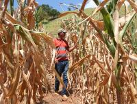 Brazilian farmers adjust plans to face strongest El Niño on record