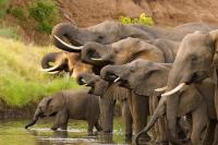 Nigeria’s Elephants: Conservationists Warn of Extinction as Habitat Loss, Human Conflict Threaten Remnant Population