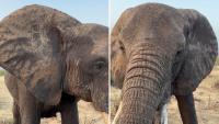Camera captures rare eye contact with wild elephant at Kenya reserve