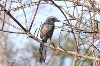Florida scrub jays move into Myakka City