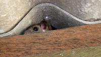 Canada homebuyer says move-in nightmare started with a foul attic smell, then 12 mice