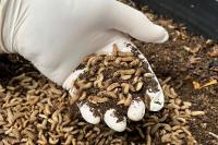 Insect farms and mock meat marketing: News from the alternative protein sector