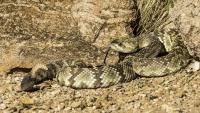 Arizona dog owners turn to live rattlesnake training as bite cases send pets to the ER