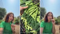 Gardener eagerly picks 200 green beans, and TikTok debates whether they were ready