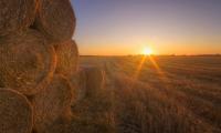 As Drought Relief Hay Arrives, Wyoming Producers Urged to Watch for Invasive Weeds