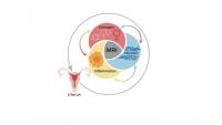 At University of Illinois, scientists study how environmental chemicals impact reproductive organs