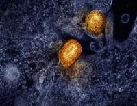 Hey, Great News! Scientists Used AI to Create Viruses