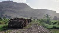 Government eyes solution for hilly cane harvesting
