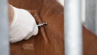Welsh bovine TB farm trials extended