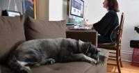Work-from-home laws delayed as premier eyes 'reset'