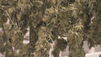 Georgia medical cannabis regulators tour Fine Fettle facility in Macon