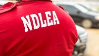 NDLEA, Army Bust Edo Drug Hub, Recover 604kg Cannabis 