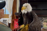 California’s beloved bald eagle Jackie dies from illness weeks after being attacked