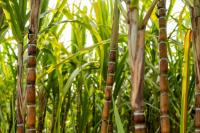 India May Cut Cane Use for Ethanol as Sugar Prices Hit Record Highs
