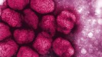 ‘This is very strange’: Ancient smallpox may have been less deadly