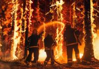 Global Forest Fires Burn Double the Tree Cover Compared to Two Decades Ago