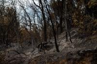 Utah breaks record for forested and woodland acres burned in 2026 fire season