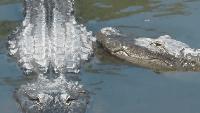 Florida woman swimming in river bitten on arm by alligator, taken to hospital