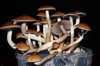 Alabama among others to test Psilocybin treatment for veterans