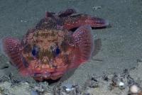 UN regulator delays deep-sea mining rules, extends disputed exploration deal