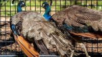 45 years later, India sends peacocks to UN again; who gifted them last time? | VIDEO