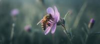 Glyphosate Disrupts Honeybee Brains and Reduces Foraging, Virginia Tech Study Finds