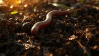 Why invertebrates matter: Exploring their role in healthy ecosystems