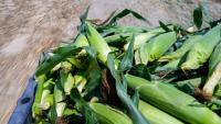 Free corn, a violent past and a stabbing at the Indiana State Fair