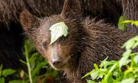 Unbe-leafably cute! Sweet baby bear pops its head through foliage