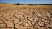 Welsh farmers offered financial support amid drought and prolonged hot weather