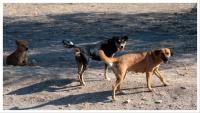 161 bitten in 24 hours: Stray dog terror in Kalyan leaves hospital swamped