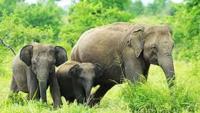 Sri Lanka moves to strengthen regulation and welfare of captive elephants