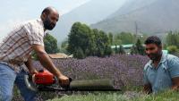 Lavender is a symbol of new Kashmir. Next frontier is turning Purple Revolution into profit