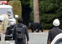 Intensity of bear complaints strains over 40% of Japan municipalities