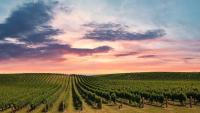 Future wine leaders prepare for New Zealand Young Viticulturist and Winemaker of the Year finals